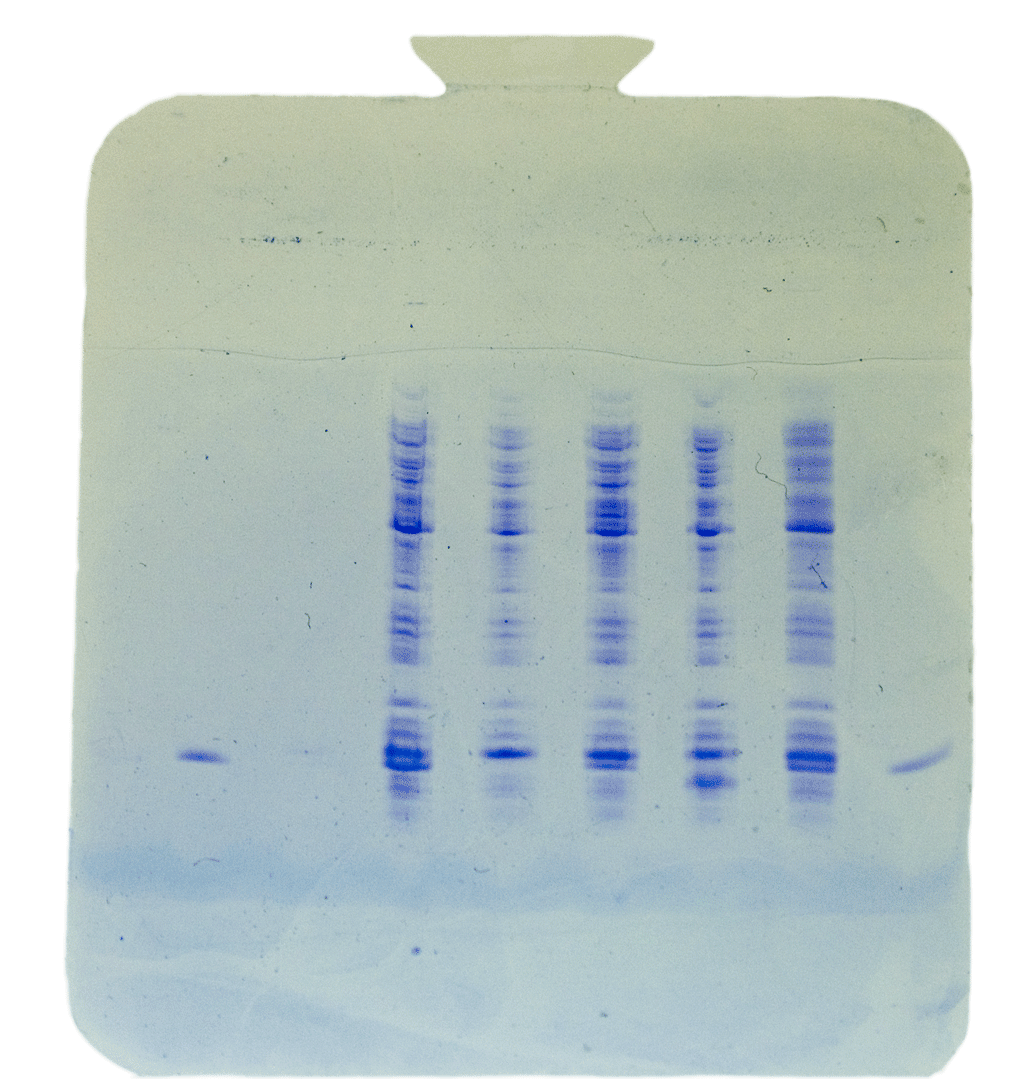 BMSE Bootcamp Main Page