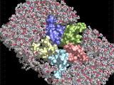 Acetylcholine receptor