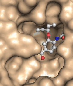 Oseltamivir in influenza neuraminidase